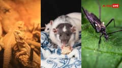 घर में नजर नहीं आएंगे मच्छर-चूहे और छिपकली, 250 रुपये की ये चीजें बनाएंगी काम