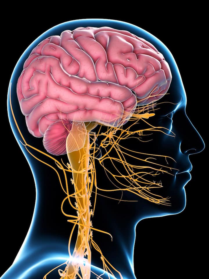 या नसांद्वारे मेंदूपासून शरीराच्या प्रत्येक भागाला सिग्नल पाठवले जातात. जेव्हा या नसांमध्ये कमजोरी येते, तेव्हा शरीराला सिग्नल नीट पोहोचत नाहीत.