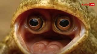 इस मेंढक के सिर पर नहीं मुंह में है आंख! वैज्ञानिकों ने बताई वजह तो पूरा इंटरनेट रह गया हैरान