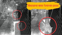 तरस मागे लागल्याने बिबट्या थेट बंगल्यात शिरला, 9000 DC व्होल्टची इलेक्ट्रिक फेन्सिंग यंत्रणा कुचकामी; जुन्नरच्या सत्यशील शेरकरांच्या निवासस्थानी थरार