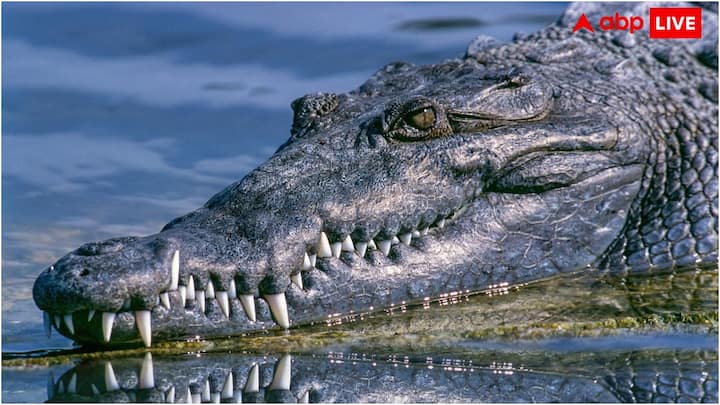 পৃথিবীর সবচেয়ে ভয়ঙ্কর শিকারী প্রাণী কুমিরও সেইসব প্রাণীদের মধ্যে একটি যারা চোখ খোলা রেখে ঘুমায়।