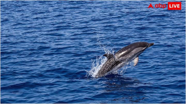 ডলফিনও ঘুমের সময় চোখ খোলা রাখে। আসলে, জলে বসবাসকারী এই প্রাণীর ঘুমের ধরনটি খুবই আলাদা, একে স্লো ওয়েভ স্লিপ বলে। ডলফিন যখন ঘুমায়, তখন তার মস্তিষ্কের একটি অংশ বিশ্রাম নেয়, তবে অন্যটি সক্রিয় থাকে। এমন পরিস্থিতিতে ঘুমের সময় তার একটি চোখ খোলা থাকে।