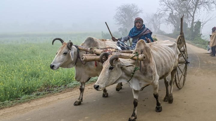 সপ্তাহান্তে আকাশ পরিষ্কার, শীতের আমাজ নিয়েই সূর্যোদয়, বৃষ্টির কোথাও কোনও আশঙ্কা নেই। দক্ষিণবঙ্গ ও উত্তরবঙ্গে কোথাও কোনও সতর্কতাও জারি করা হয়নি।
