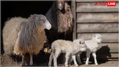 आंख खोलकर सोते हैं ये जानवर, पास जाने की गलती भूल से भी करना मत