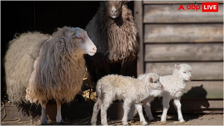 আমরা সবাই জানি যে মানুষ থেকে শুরু করে পশু পর্যন্ত সবাই চোখ বন্ধ করে ঘুমায়। তবে আশ্চর্যজনক হলেও, পৃথিবীতে এমন কিছু প্রাণী আছে যারা ঘুমের সময় চোখ খোলা রাখে।