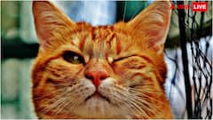 आंख खोलकर सोते हैं ये जानवर, पास जाने की गलती भूल से भी करना मत