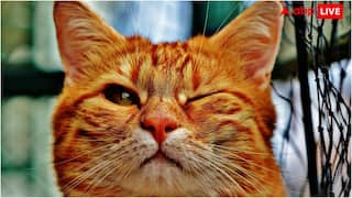 आंख खोलकर सोते हैं ये जानवर, पास जाने की गलती भूल से भी करना मत