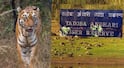 Tadoba-Andhari Tiger Reserve : ताडोबाच्या 'चंदा' आणि 'चांदणी' वाघिणींच्या स्थलांतराला स्थानिकांचा कडाडून विरोध; 'सह्याद्री'तील व्याघ्र पुनर्वसन रखडणार? 