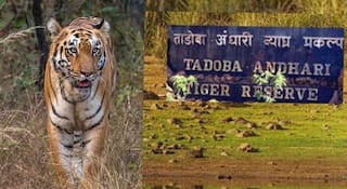 Tadoba-Andhari Tiger Reserve : ताडोबाच्या 'चंदा' आणि 'चांदणी' वाघिणींच्या स्थलांतराला स्थानिकांचा कडाडून विरोध; 'सह्याद्री'तील व्याघ्र पुनर्वसन रखडणार? 