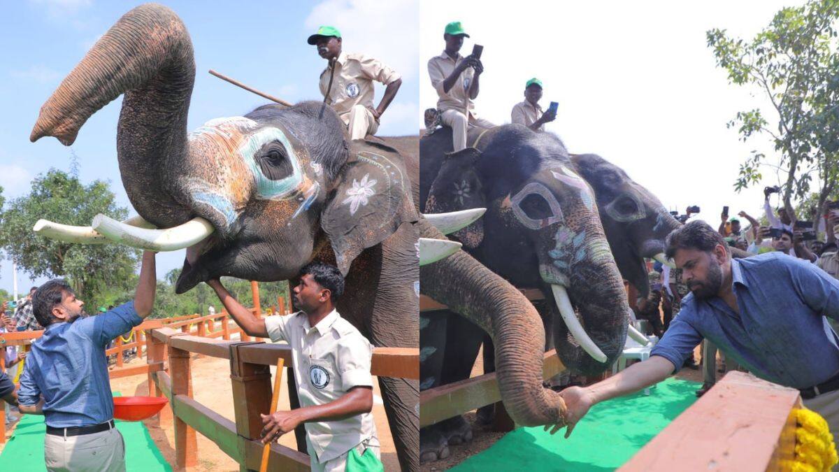 Pawan Kalyan Visits Kumki Elephants: పవన్ కళ్యాణ్‌కు సెల్యూట్ చేసిన కుంకీ ఏనుగులు, కుంకీలకు ఆహారం అందించిన డిప్యూటీ సీఎం