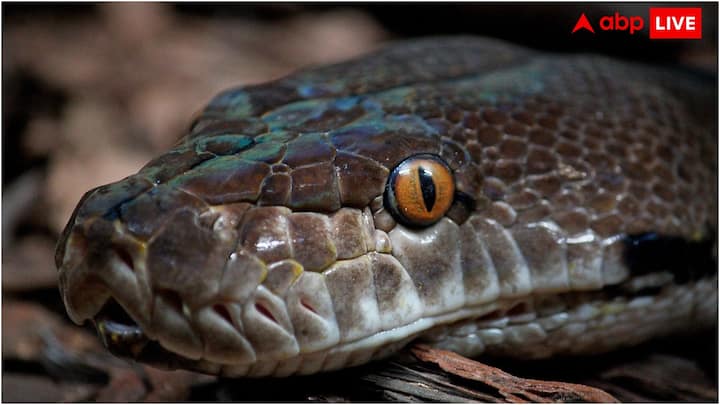 সাপও চোখের পাতা না বুজে ঘুমোতে পারা জীবদের মধ্যে একটি। যদিও, সাপদের ক্ষেত্রে বিষয়টি সামান্য আলাদা। আসলে, সাপের চোখের উপরে চোখের পাতা থাকে না, তাদের স্বচ্ছ আঁশ থাকে।