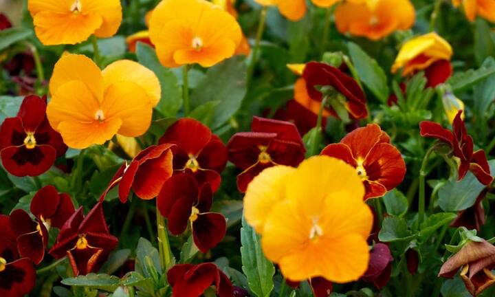 वायोला छोटे और नाजुक फूल होते हैं जो ठंड में भी खूब खिलते हैं. उनकी हल्की खुशबू और रंग इन्हें गार्डन के बॉर्डर या कमरों के लिए परफेक्ट बनाते हैं. यह ठंड को सहन करने वाले और जल्दी दोबारा खिलने वाले पौधे होते हैं.