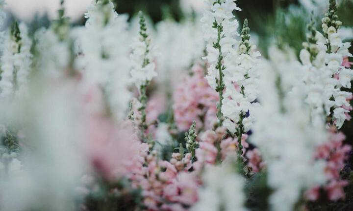 स्नैपड्रेगन ठंडे वातावरण में भी फिर से खिल उठते हैं. इनके लंबे डंठल पर लगे फूल लाल, गुलाबी, पीले और सफेद रंगों में आते हैं. इसके अनोखी ड्रैगन माउथ जैसी डिजाइन अलग ही लुक देती है.