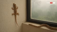 सर्दियां आते ही कहां गायब हो जाते हैं सांप और छिपकली जैसे जानवर, आखिर ये जाते कहां हैं?