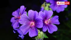 नवंबर में खिलते हैं ये 8 खूबसूरत फूल, ठंड में भी आपके गार्डन को बना देंगे खूबसूरत