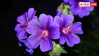 नवंबर में खिलते हैं ये 8 खूबसूरत फूल, ठंड में भी आपके गार्डन को बना देंगे खूबसूरत