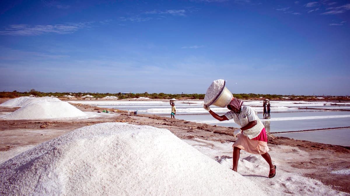 தூத்துக்குடி உப்பு உற்பத்தி: 75% அதிகரிப்பு! விலை வீழ்ச்சி ஏன்? | உப்பு உற்பத்தியாளர்கள் கவலை