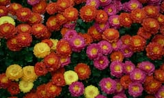 नवंबर में खिलते हैं ये 8 खूबसूरत फूल, ठंड में भी आपके गार्डन को बना देंगे खूबसूरत