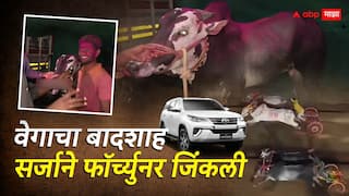 Sangli Bailgada Race Sharyat: बकासूर, मथूर, हरण्या सगळ्यांना मागे टाकलं, वेगाचा बादशाह सर्जाने बैलाने मैदान मारलं, आता फॉर्च्युनरही काळ्या रंगाचीच मागणार