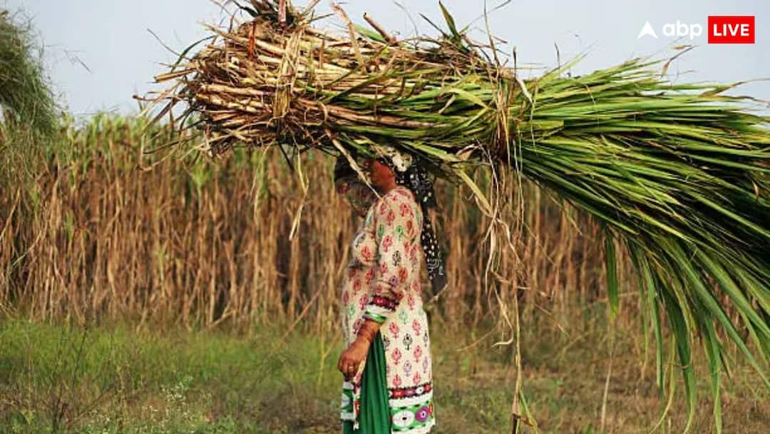 Uttarakhand Hikes SAP For Early, Normal Sugarcane Varieties By Rs 30 For 2025-26 Season