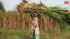 Uttarakhand Hikes SAP For Early, Normal Sugarcane Varieties By Rs 30 For 2025-26 Season