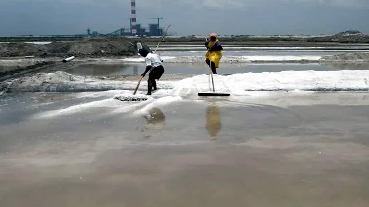 தூத்துக்குடி உப்பு உற்பத்தி: 75% அதிகரிப்பு! விலை வீழ்ச்சி ஏன்? | உப்பு உற்பத்தியாளர்கள் கவலை