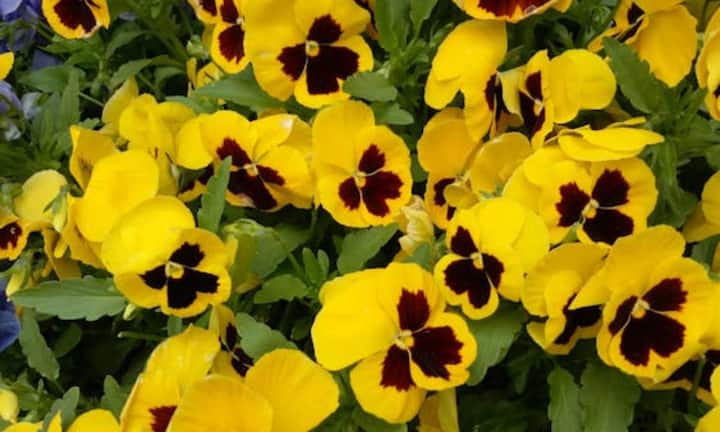 पैंसी फूल ठंडे मौसम में खिलने के लिए फेमस है. इनके रंग-बिरंगे चेहरे जैसे फूल बैंगनी, पीले, नीले और सफेद रंगों में खिलते हैं. हल्की ठंड और हल्के पाले को भी यह जेल सकते हैं. इसलिए नवंबर में यह आपके गार्डन की खूबसूरती को और बढ़ा देते हैं.