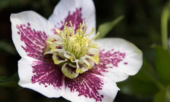 हेलबोर को क्रिसमस रोज भी कहा जाता है. यह नवंबर से लेकर भरपूर सर्दियों तक खिलाता है. इसके फूल झुके हुए प्याले नुमा आकार के होते हैं और सफेद गुलाबी व हरे रंग में मिलते हैं. यह छांव पसंद पौधा होता है जो ठंड और बर्फ दोनों को सहन कर सकता है.