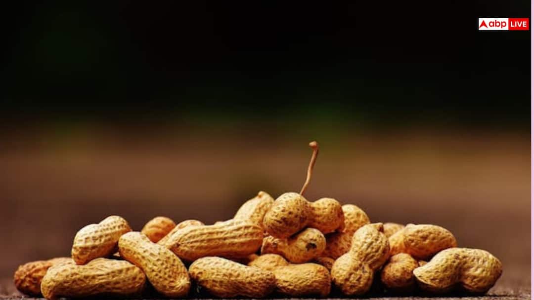 घर की छत पर उगाएं मूंगफली, आसान तरीका और भरपूर फायदा, जानें कैसे? Grow peanuts on your rooftop Learn how to grow with easy steps घर की छत पर उगाएं मूंगफली, आसान तरीका और भरपूर फायदा, जानें कैसे?