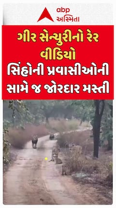 Gir Lion Rare Video : ગીર સેન્ચુરીનો રેર વીડિયો, સિંહોની પ્રવાસીઓની સામે જ જોરદાર મસ્તી
