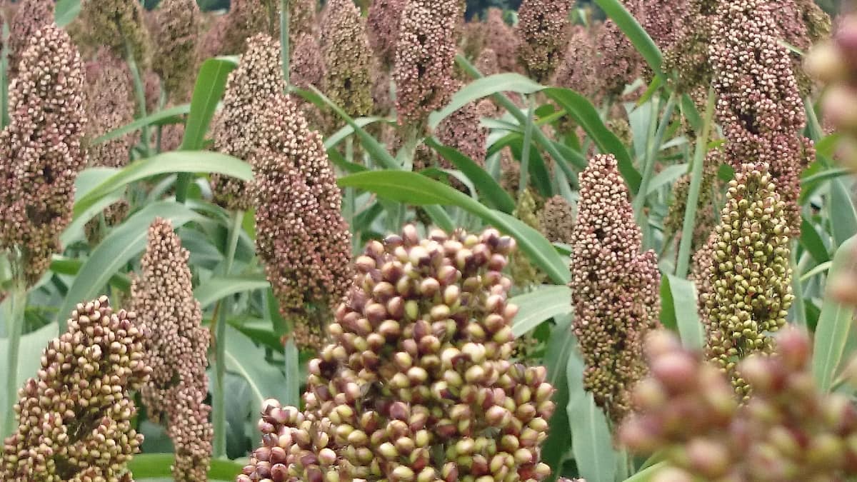 10 Winter Foods That Improve Digestion And Keep Your Gut Happy