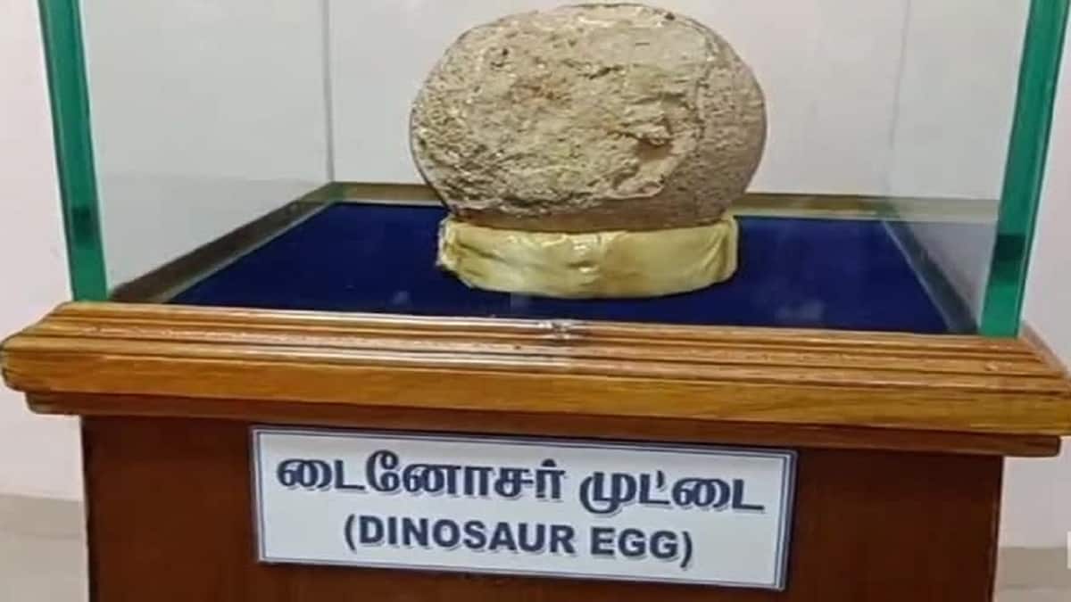 டைனோசர் முட்டையை பார்க்கணுமா... வாங்க வாரணவாசி அரசு அருங்காட்சியகத்திற்கு!!!