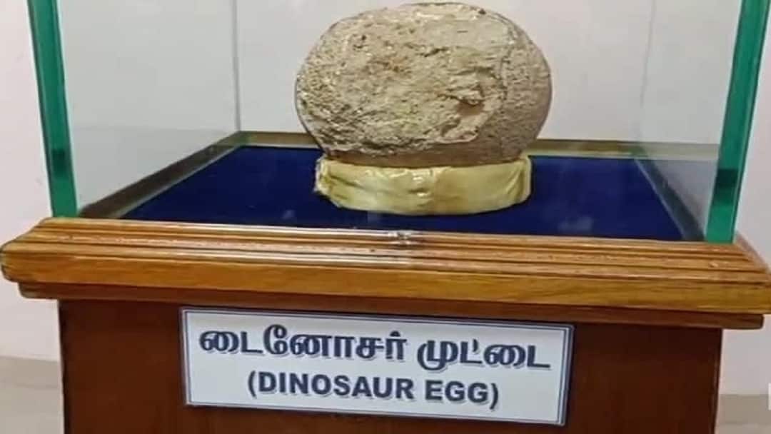 டைனோசர் முட்டையை பார்க்கணுமா... வாங்க வாரணவாசி அரசு அருங்காட்சியகத்திற்கு!!!