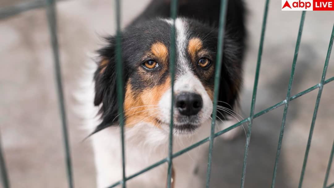 सरकार का दावा- दिल्ली में रेबीज से एक भी मौत नहीं, आंखें खोल देगा अस्पतालों का आंकड़ा