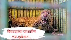 बिबट्याच्या दहशतीनं तरुण पोरांची सोयरीक जुळेना, मुली देण्यासाठी पालकांचा नकार, उत्तर पुण्यातील भयान वास्तव