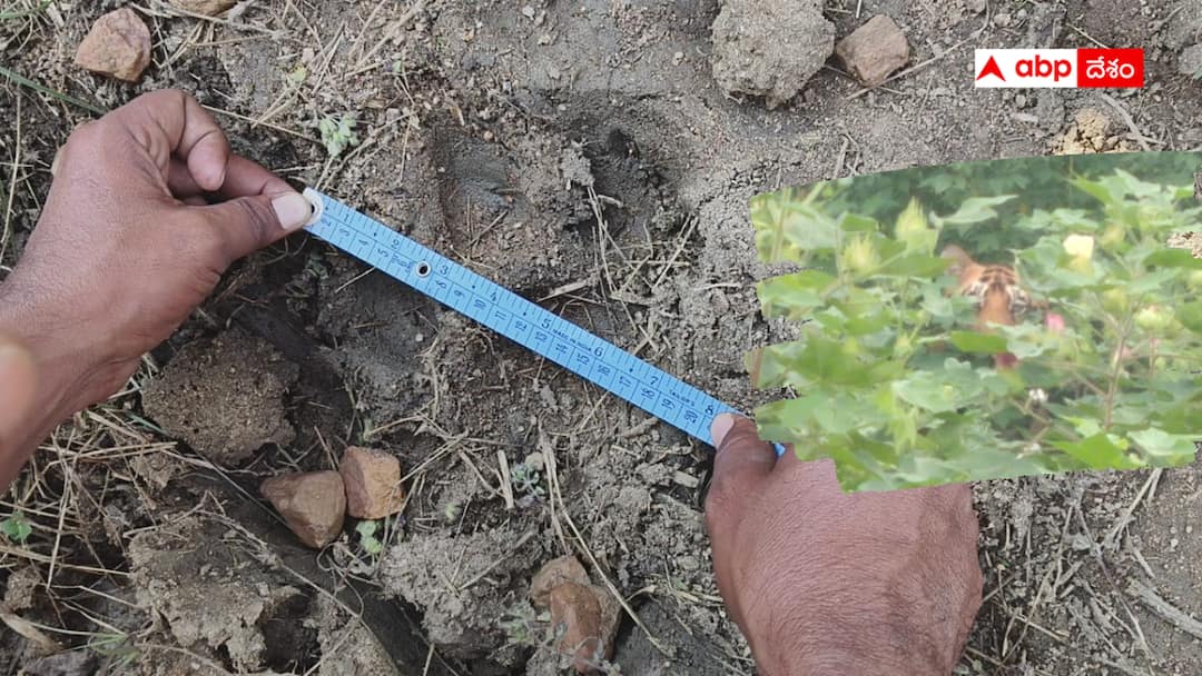 People in the united Adilabad district are suffering from fear of tigers Adilabad Tiger Fear: ఉమ్మడి ఆదిలాబాద్ జిల్లాను హడలెత్తిస్తున్న పెద్దపులులు -  ప్రత్యేక జాగ్రత్తలు చెబుతున్న అధికారులు