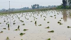 விவசாயப்பணிக்கு ஆட்கள் இல்லையே... தவிக்கும் விவசாயிகள்: வயலிலேயே கிடக்கும் நாற்றுகள்