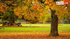 पतझड़ में क्यों बदल जाता है पत्तियों का रंग, इसमें कौन-सा विज्ञान करता है काम?