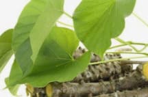 गिलॉयचा वापर ताप, खोकला, मधुमेह, उच्च रक्तदाब, बद्धकोष्ठता आणि त्वचारोगांवर उपचारासाठी केला जातो. ती शरीराची रोगप्रतिकारकशक्ती वाढून  नैसर्गिकरीत्या आरोग्य सुधारते