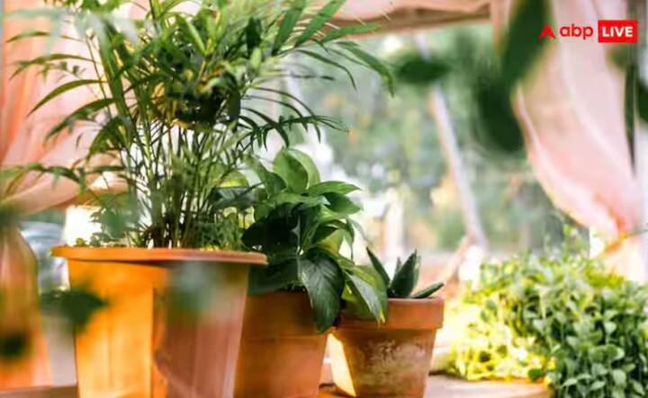 ਸਰਦੀਆਂ ਦੌਰਾਨ ਸੂਰਜ ਦੀ ਰੌਸ਼ਨੀ ਬਹੁਤ ਕੀਮਤੀ ਹੁੰਦੀ ਹੈ। ਇਹ ਯਕੀਨੀ ਬਣਾਉਣ ਦੀ ਕੋਸ਼ਿਸ਼ ਕਰੋ ਕਿ ਤੁਹਾਡੇ ਪੌਦਿਆਂ ਨੂੰ ਰੋਜ਼ਾਨਾ ਘੱਟੋ-ਘੱਟ 3 ਤੋਂ 4 ਘੰਟੇ ਸੂਰਜ ਦੀ ਰੌਸ਼ਨੀ ਮਿਲੇ। ਜੇਕਰ ਤੁਹਾਡਾ ਘਰ ਇਸ ਤਰ੍ਹਾਂ ਸਥਿਤ ਹੈ ਜੋ ਸਿੱਧੀ ਧੁੱਪ ਨੂੰ ਰੋਕਦਾ ਹੈ, ਤਾਂ ਤੁਸੀਂ ਆਪਣੇ ਪੌਦਿਆਂ ਨੂੰ ਕੁਝ ਦਿਨਾਂ ਲਈ ਬਾਲਕੋਨੀ ਜਾਂ ਛੱਤ 'ਤੇ ਰੱਖ ਸਕਦੇ ਹੋ। ਸੂਰਜ ਦੀ ਰੌਸ਼ਨੀ ਪੌਦਿਆਂ ਨੂੰ ਊਰਜਾ ਪੈਦਾ ਕਰਨ ਵਿੱਚ ਮਦਦ ਕਰਦੀ ਹੈ ਅਤੇ ਉਨ੍ਹਾਂ ਨੂੰ ਠੰਡ ਤੋਂ ਬਚਾਉਂਦੀ ਹੈ।