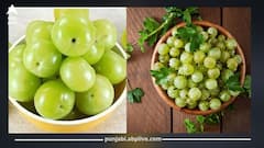 ਸਰਦੀਆਂ 'ਚ ਰੋਜ਼ਾਨਾ ਆਂਵਲਾ ਖਾਣ ਦੇ ਹੈਰਾਨ ਕਰਨ ਵਾਲੇ ਫਾਇਦੇ, ਕਈ ਬਿਮਾਰੀਆਂ ਦੇ ਇਲਾਜ...ਮਾਹਿਰਾਂ ਤੋਂ ਜਾਣੋ