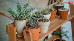 ਠੰਡ ਆਉਂਦਿਆਂ ਹੀ ਤ੍ਰੇਲ ਅਤੇ ਠੰਡ ਨਾਲ ਪੌਦੇ ਹੁੰਦੇ ਖ਼ਰਾਬ, ਤਾਂ ਅਪਣਾਓ ਆਹ ਤਰੀਕੇ