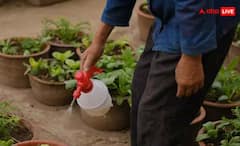 ਠੰਡ ਆਉਂਦਿਆਂ ਹੀ ਤ੍ਰੇਲ ਅਤੇ ਠੰਡ ਨਾਲ ਪੌਦੇ ਹੁੰਦੇ ਖ਼ਰਾਬ, ਤਾਂ ਅਪਣਾਓ ਆਹ ਤਰੀਕੇ