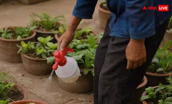 ਸਰਦੀਆਂ ਦੌਰਾਨ ਪੌਦਿਆਂ ਨੂੰ ਜ਼ਿਆਦਾ ਪਾਣੀ ਦੇਣਾ ਨੁਕਸਾਨਦੇਹ ਹੋ ਸਕਦਾ ਹੈ ਕਿਉਂਕਿ ਮਿੱਟੀ ਨੂੰ ਸੁੱਕਣ ਵਿੱਚ ਜ਼ਿਆਦਾ ਸਮਾਂ ਲੱਗਦਾ ਹੈ, ਅਤੇ ਜ਼ਿਆਦਾ ਪਾਣੀ ਦੇਣ ਨਾਲ ਜੜ੍ਹਾਂ ਸੜ ਸਕਦੀਆਂ ਹਨ। ਇਸ ਲਈ, ਸਿਰਫ਼ ਉਦੋਂ ਹੀ ਪਾਣੀ ਦਿਓ ਜਦੋਂ ਮਿੱਟੀ ਦੀ ਸਤ੍ਹਾ 2 ਤੋਂ 3 ਇੰਚ ਸੁੱਕ ਜਾਵੇ। ਤੁਸੀਂ ਆਪਣੀ ਉਂਗਲੀ ਪਾ ਕੇ ਜਾਂ ਲੱਕੜ ਦੀ ਸੋਟੀ ਦੀ ਵਰਤੋਂ ਕਰਕੇ ਮਿੱਟੀ ਦੀ ਨਮੀ ਦੀ ਜਾਂਚ ਕਰ ਸਕਦੇ ਹੋ।