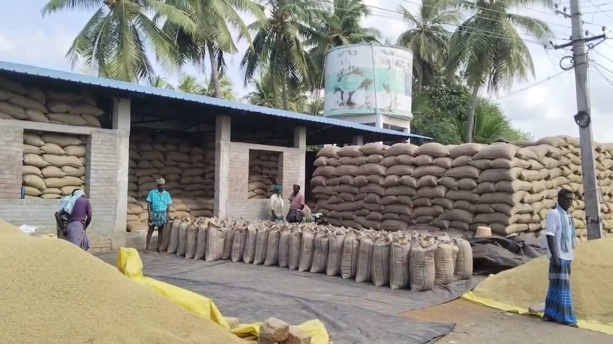 திருவாரூர் விவசாயிகள் சாதனை: ரூ.704 கோடி நெல் கொள்முதல்! ஆட்சியர் தகவல், இரு மடங்கு அதிகரிப்பு!