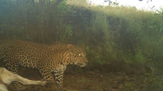 Leopard In Kolhapur: बिबट्यानं कोल्हापुरात भरवस्तीत धुमाकुळ घातल्यानंतर गगनबावडा तालुक्यातही हैदोस; हल्ल्यात बैल ठार