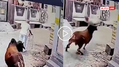 Video: वॉकर पकड़े बुजुर्ग को सांड ने पीछे से मारी टक्कर, हवा में उछाला, खौफनाक वीडियो वायरल