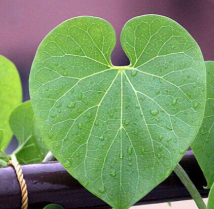 औषधी गुणधर्मांसोबतच गिलॉय सुंदर दिसते, त्यामुळे ती सजावटीच्या झाडांप्रमाणेही  वापरली जाते. घरात लावल्यास ती वातावरण स्वच्छ ठेवते आणि आरोग्यासाठी उपयोगी ठरते.