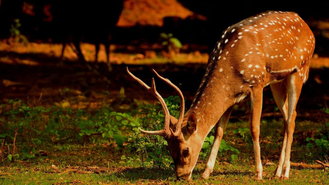 Stray Dogs Maul 10 Deer To Death At Newly Inaugurated Kerala Zoo