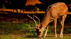 Stray Dogs Maul 10 Deer To Death At Newly Inaugurated Kerala Zoo